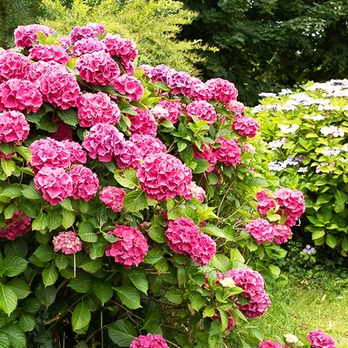 Hortensia rose