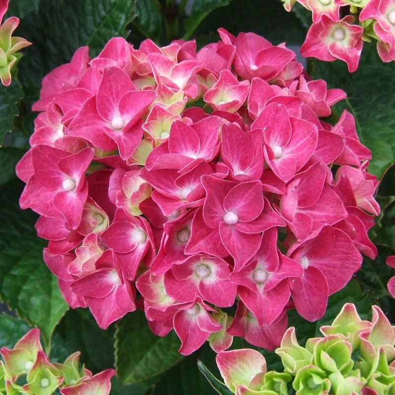 Hortensia rose