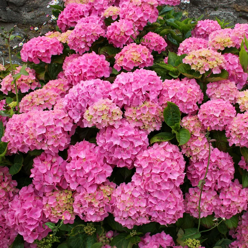Hortensia rose