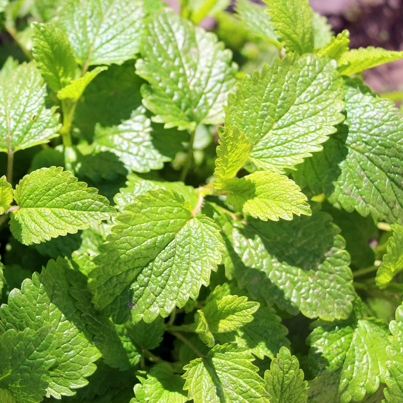 Mélisse citronnelle Citrina Bio