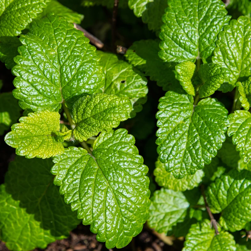 Mélisse citronnelle Citrina Bio