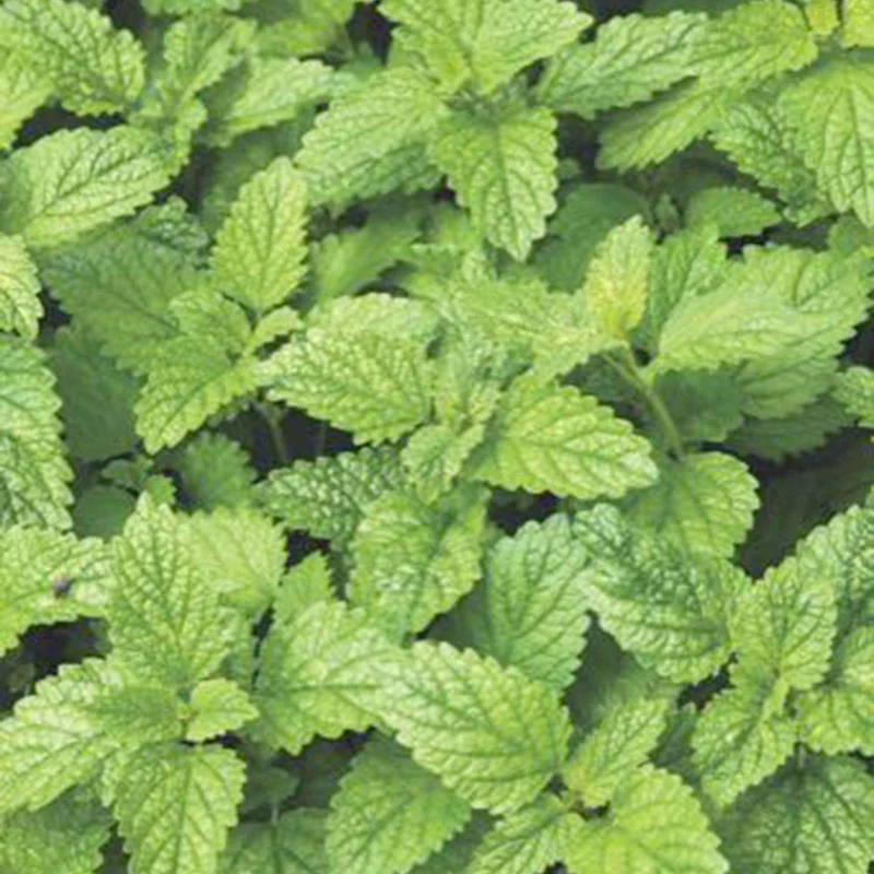 Mélisse citronnelle Citrina Bio