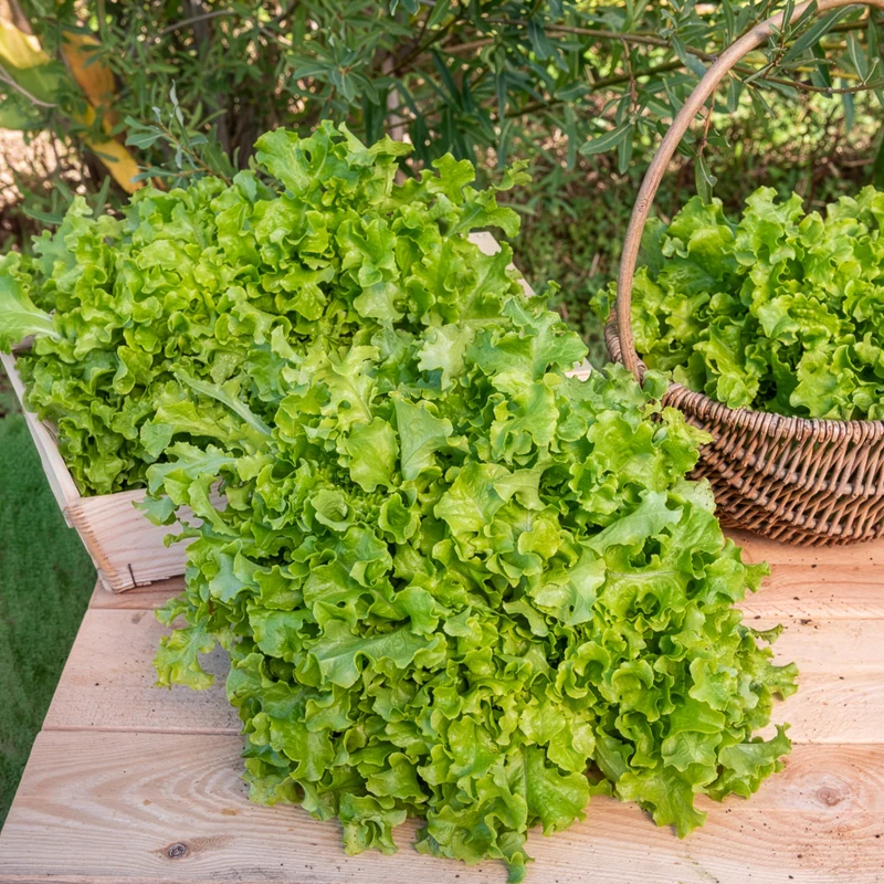 Laitue Salad Bowl verte Bio