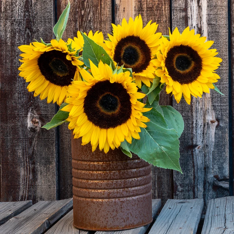 Tournesol à fleur simple naine Sunspot