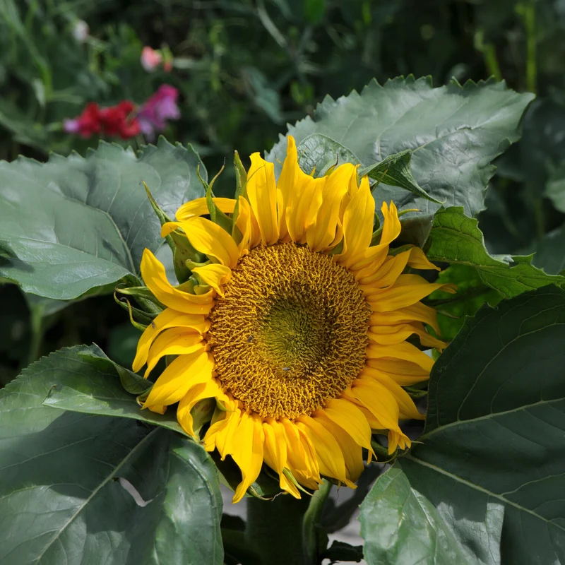 Tournesol à fleur simple naine Sunspot