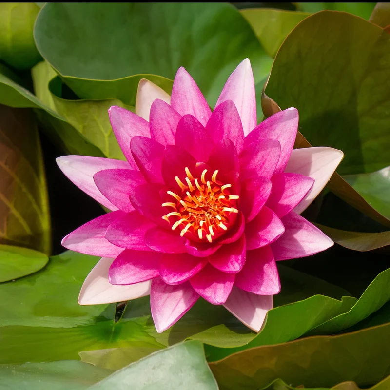Nénuphar Escarboucle