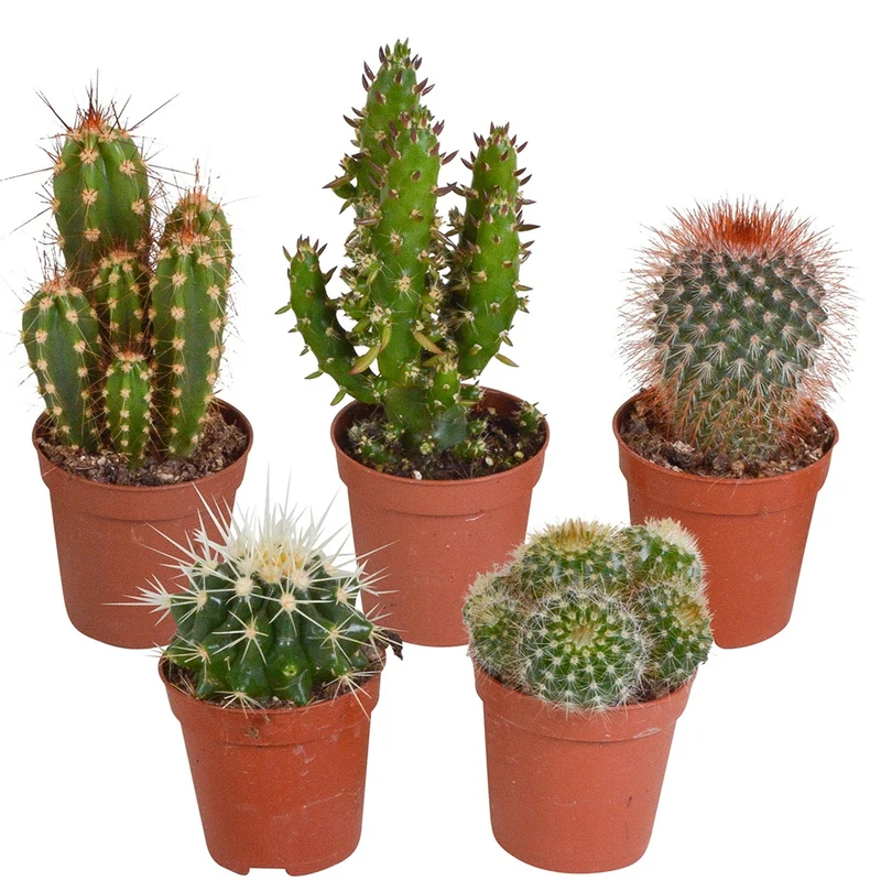 5 cactus en mélange - Mamilaria, Echinocactus, Eriocactus, Opuntiae