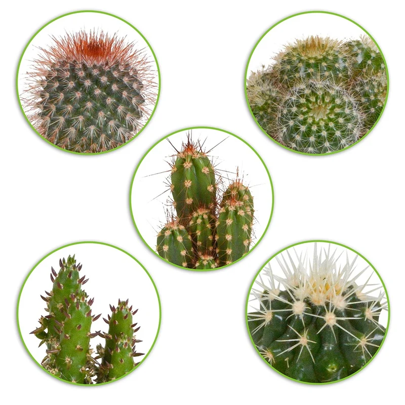 5 cactus en mélange - Mamilaria, Echinocactus, Eriocactus, Opuntiae