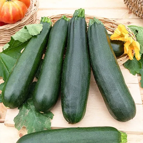 Courgette Black Beauty