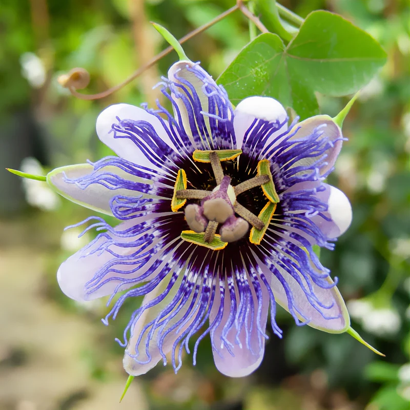 Passiflore Purple rain