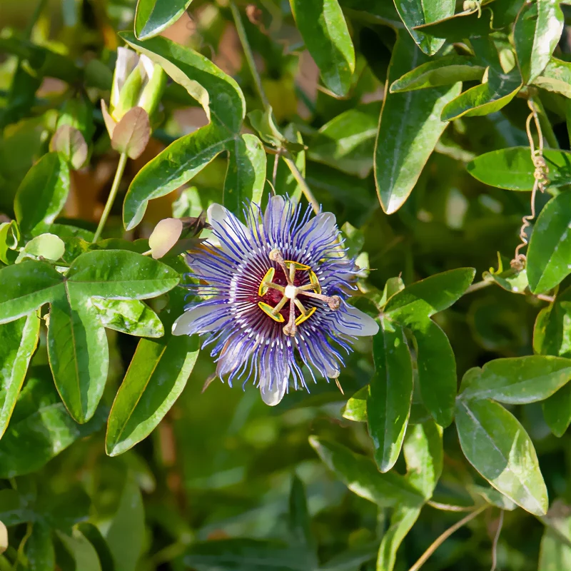 Passiflore Purple rain
