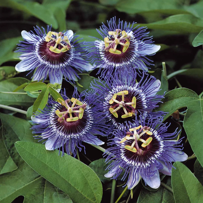 Passiflore Purple rain