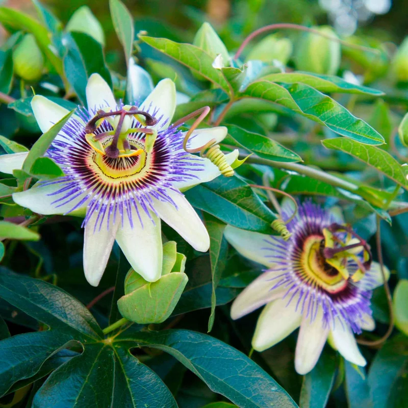 Passiflore bleue