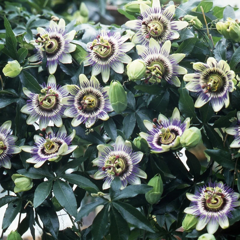 Passiflore bleue