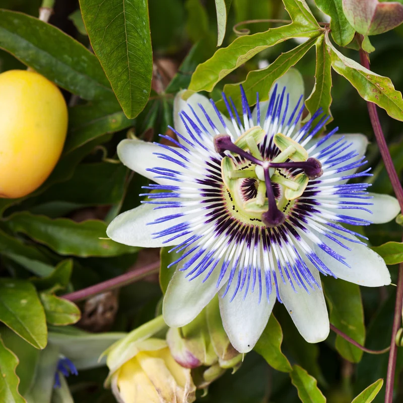 Passiflore bleue