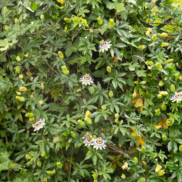 Passiflore bleue