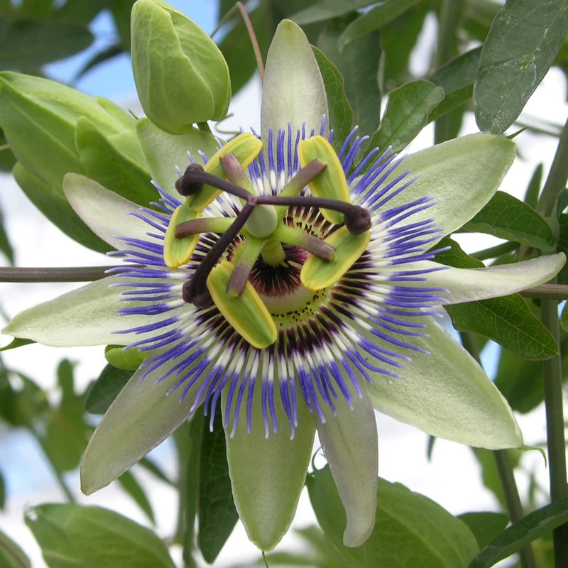 Passiflore bleue