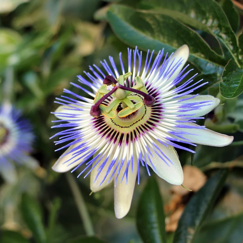 Passiflore bleue