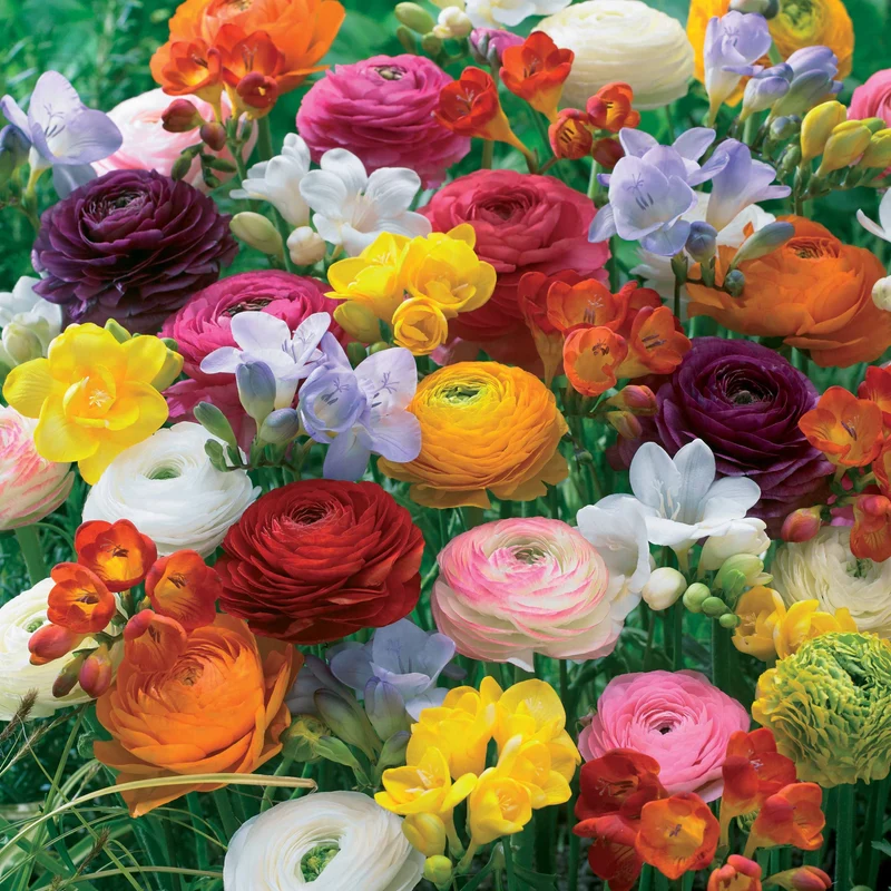 20 Freesias et Renoncules en mélange