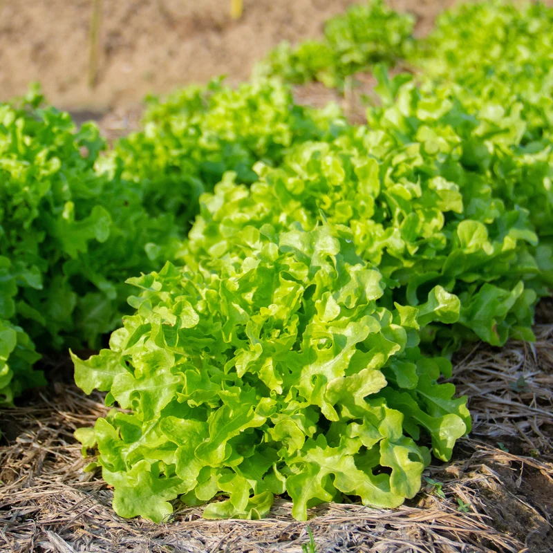 Laitue feuille de chêne