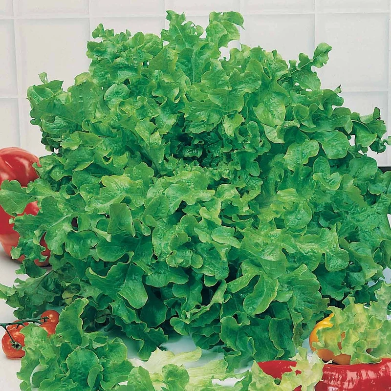 Laitue feuille de chêne