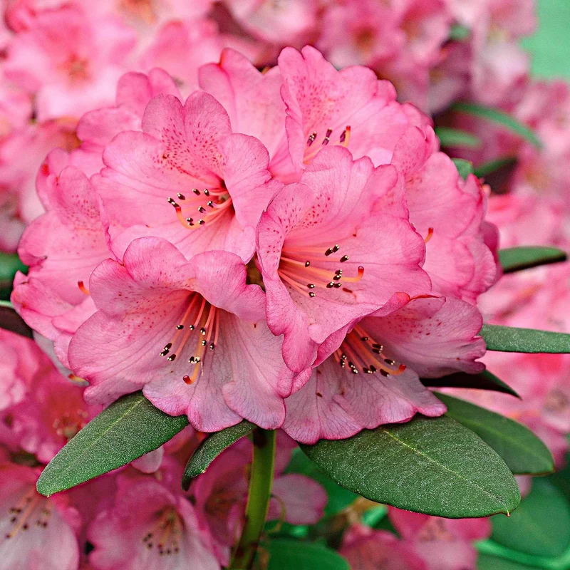 Rhododendron Wine & Roses