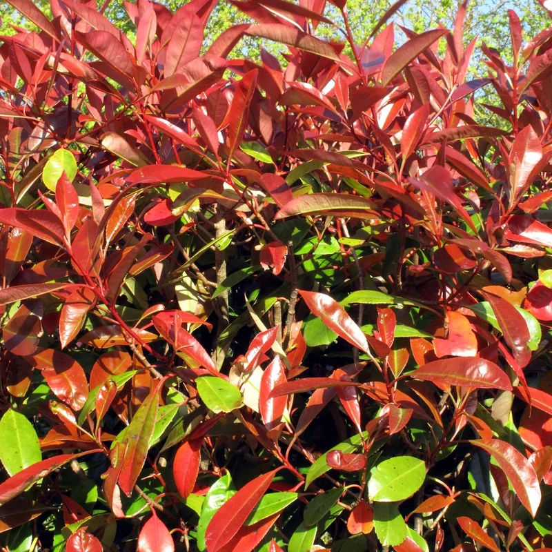 Haie de 3 Photinias Red Robin
