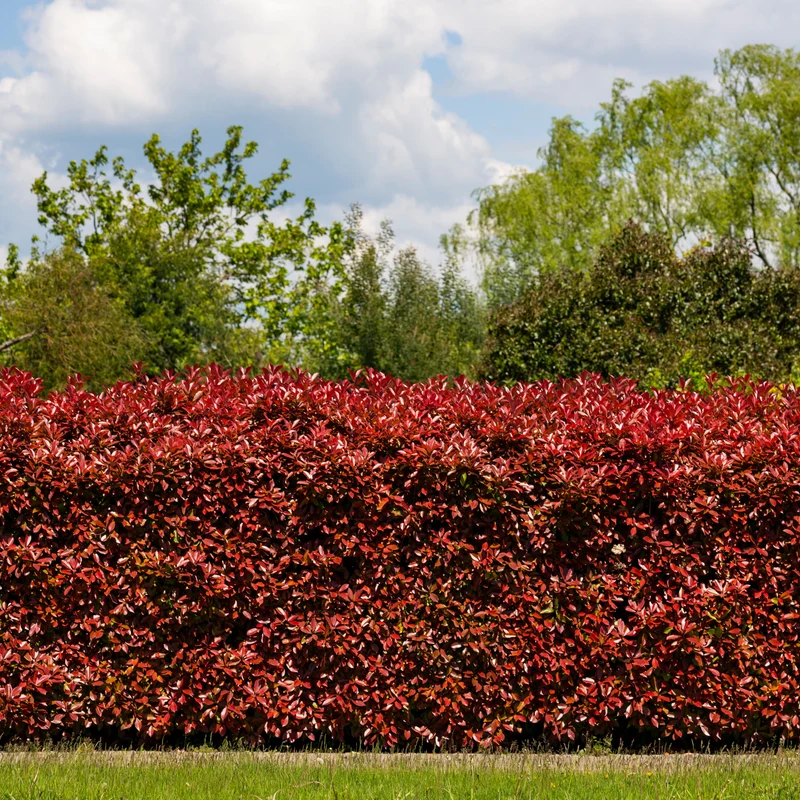 Haie de 3 Photinias Red Robin