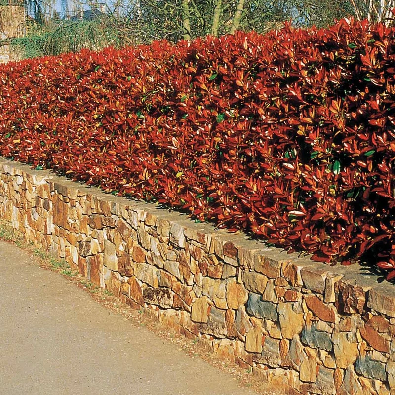 Haie de 3 Photinias Red Robin