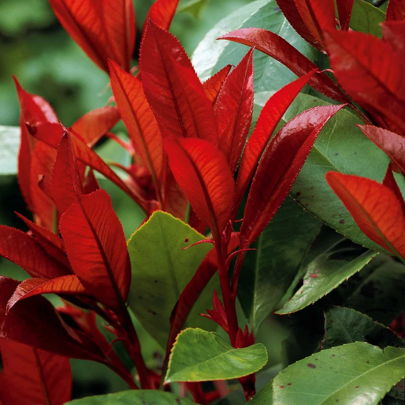 Haie de 3 Photinias Red Robin