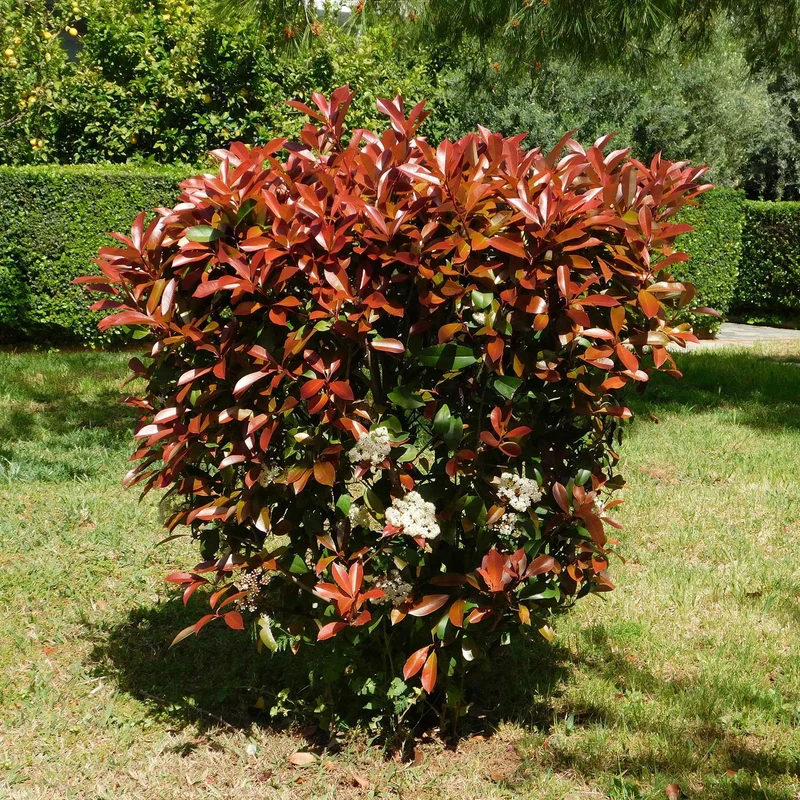 Haie de 3 Photinias Red Robin