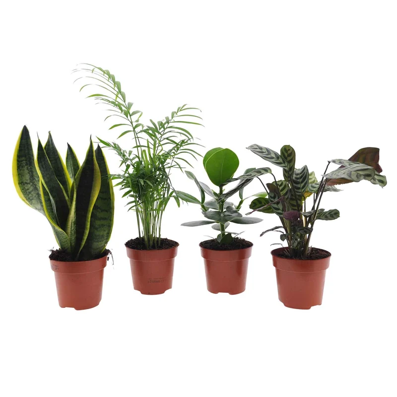 Collection de 4 plantes d'intérieur faciles