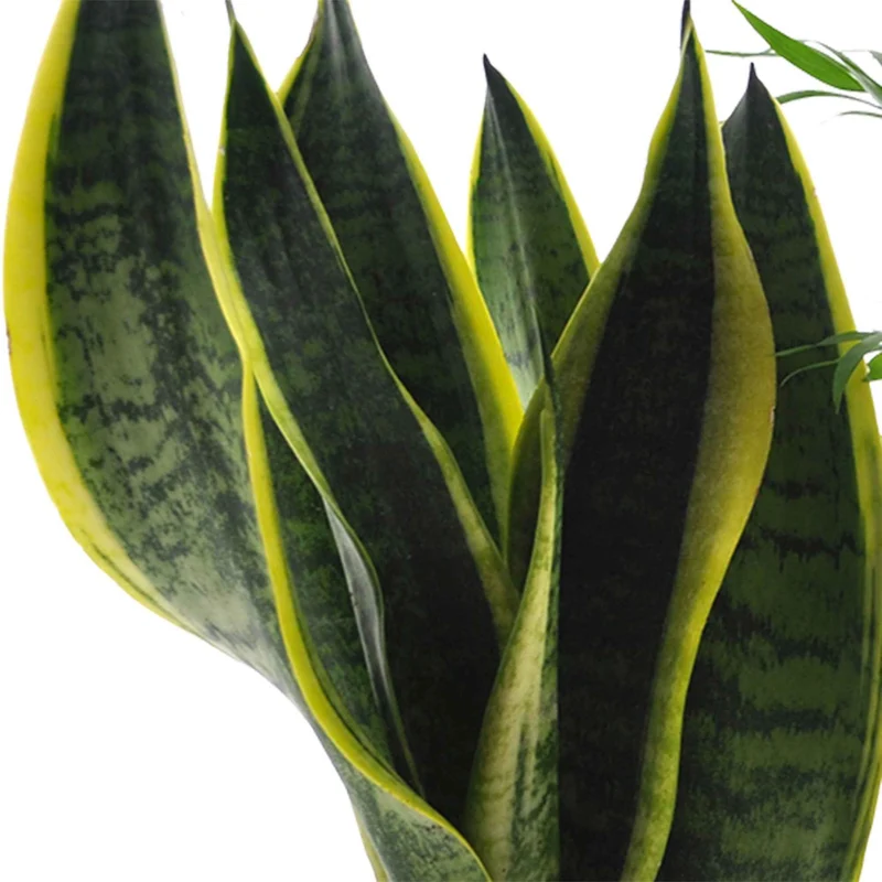 Collection de 4 plantes d'intérieur faciles
