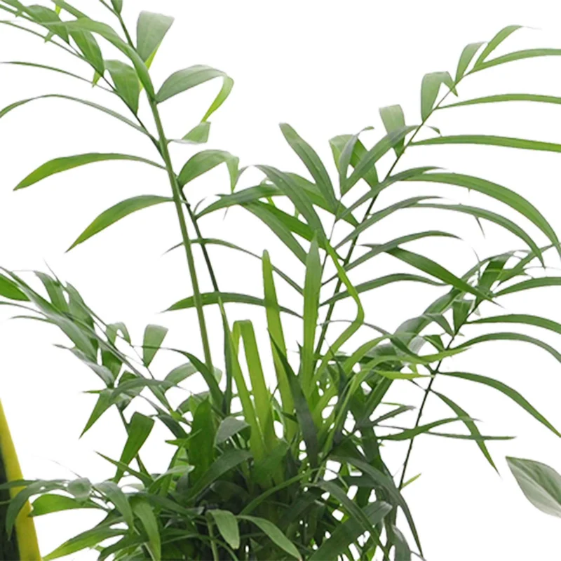 Collection de 4 plantes d'intérieur faciles