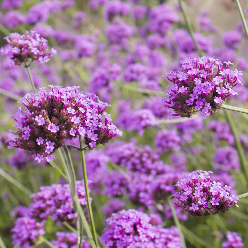 Verveine de Buenos Aires