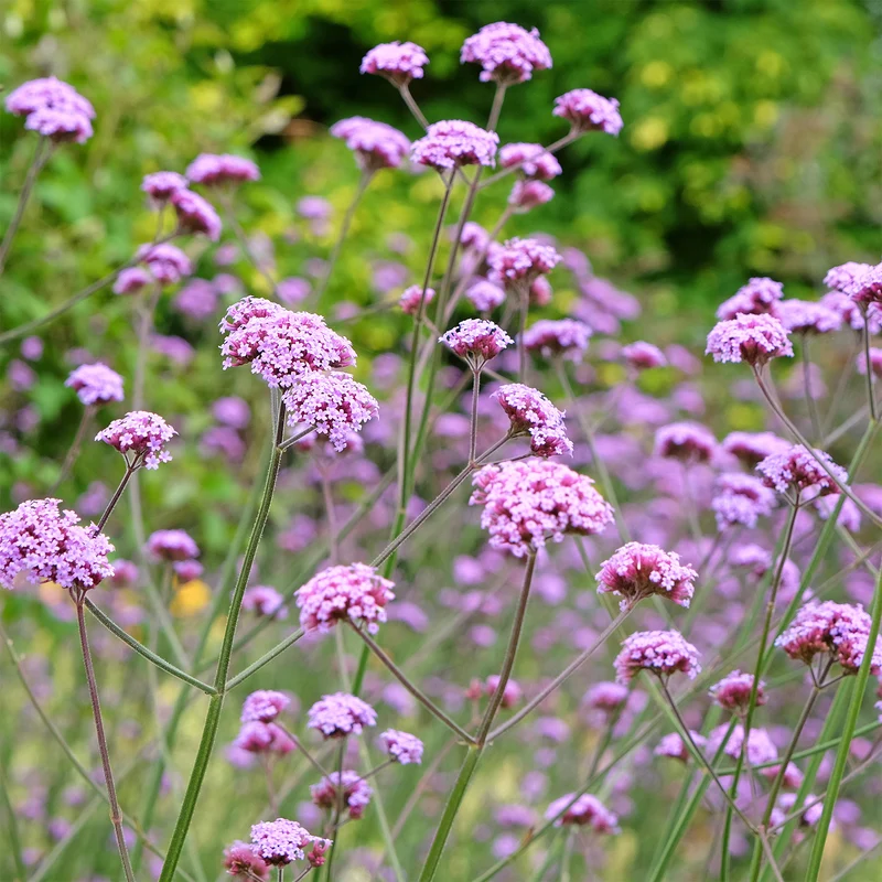 Verveine de Buenos Aires