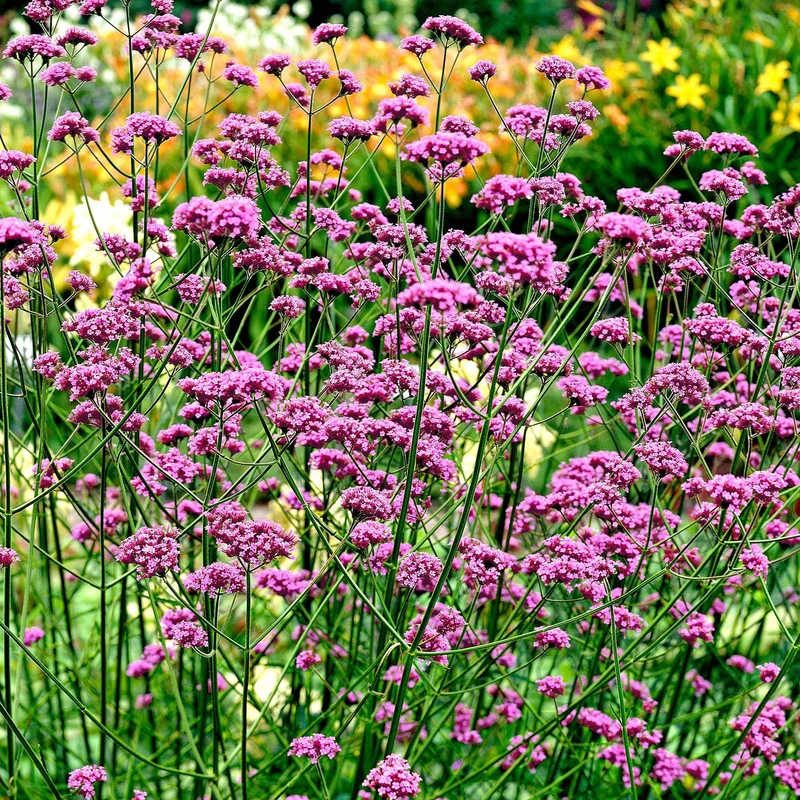 Verveine de Buenos Aires