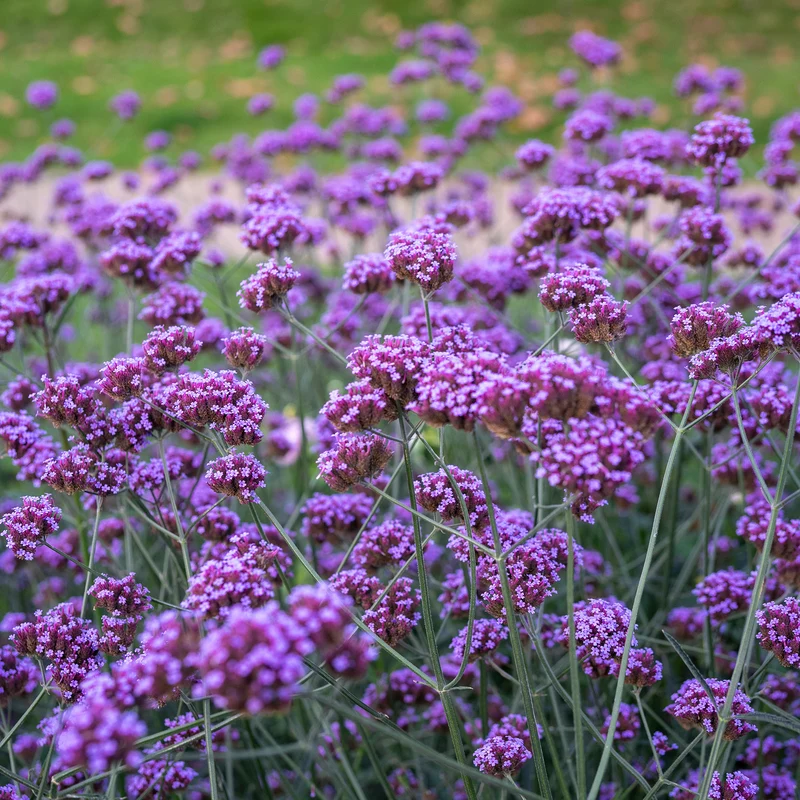 Verveine de Buenos Aires