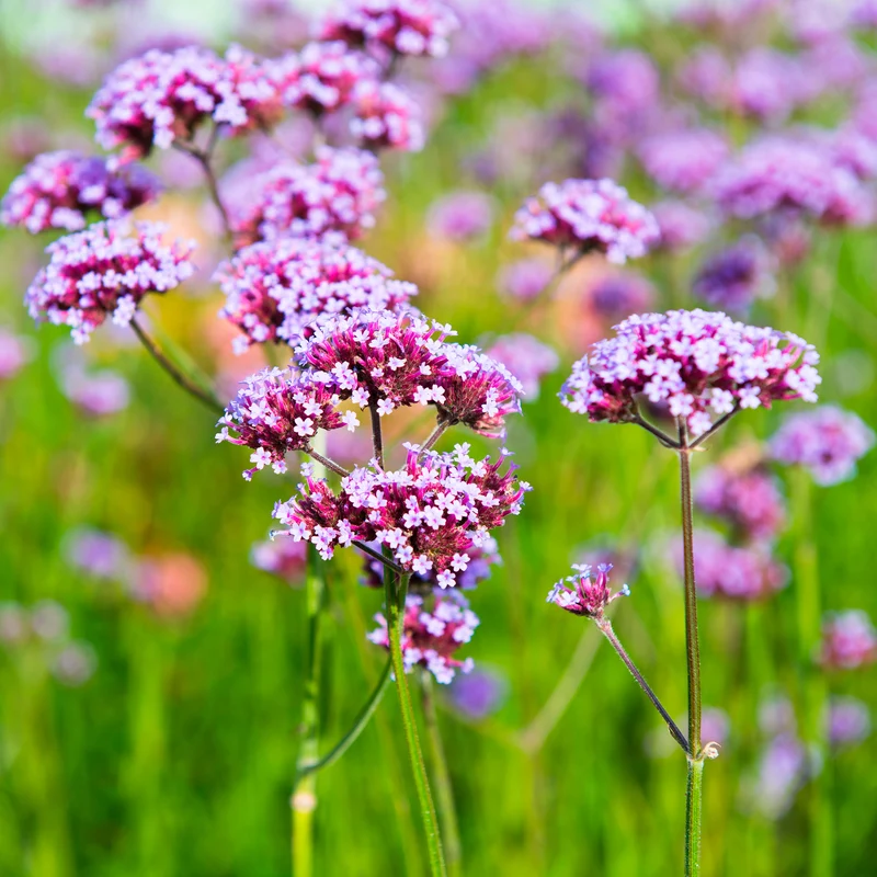 Verveine de Buenos Aires