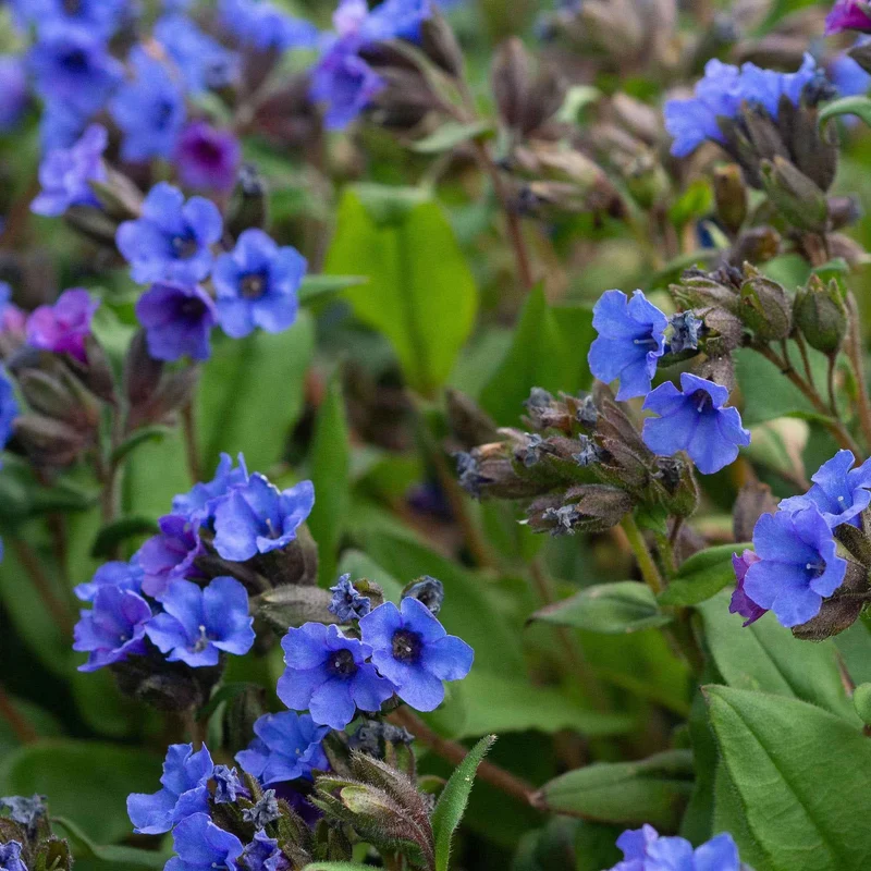 Pulmonaire Blue Ensign