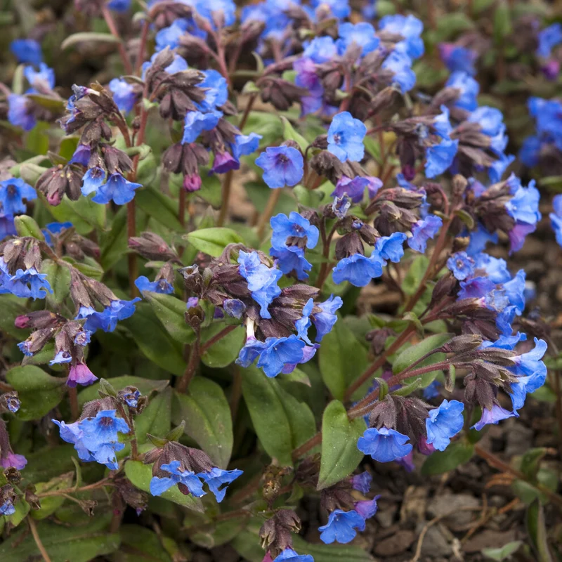 Pulmonaire Blue Ensign
