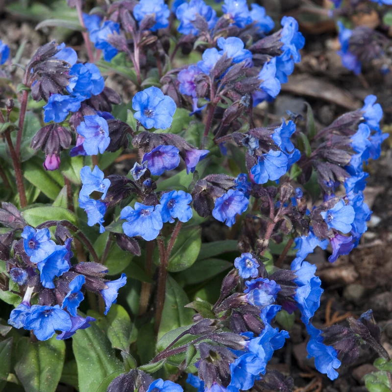 Pulmonaire Blue Ensign