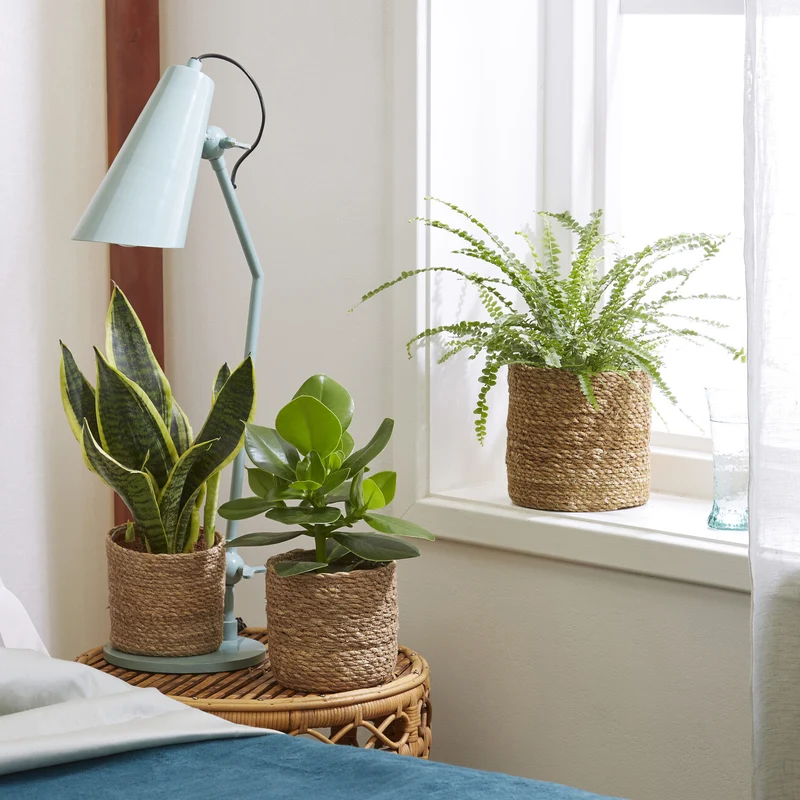 Collection de 3 plantes vertes pour petit espace