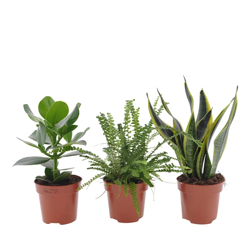 Collection de 3 plantes vertes pour petit espace