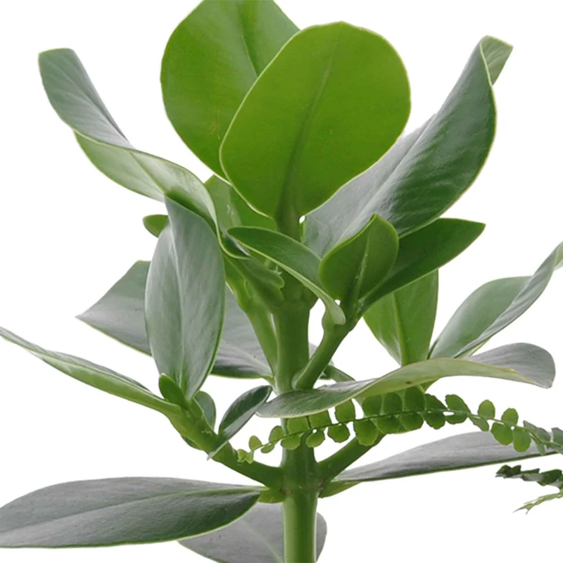 Collection de 3 plantes vertes pour petit espace