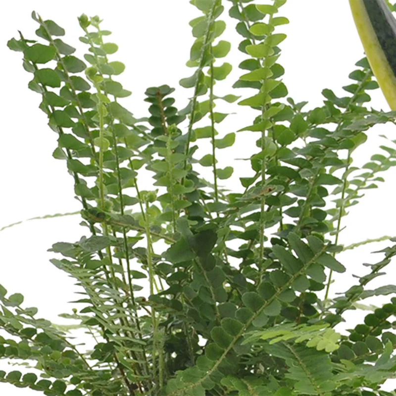 Collection de 3 plantes vertes pour petit espace