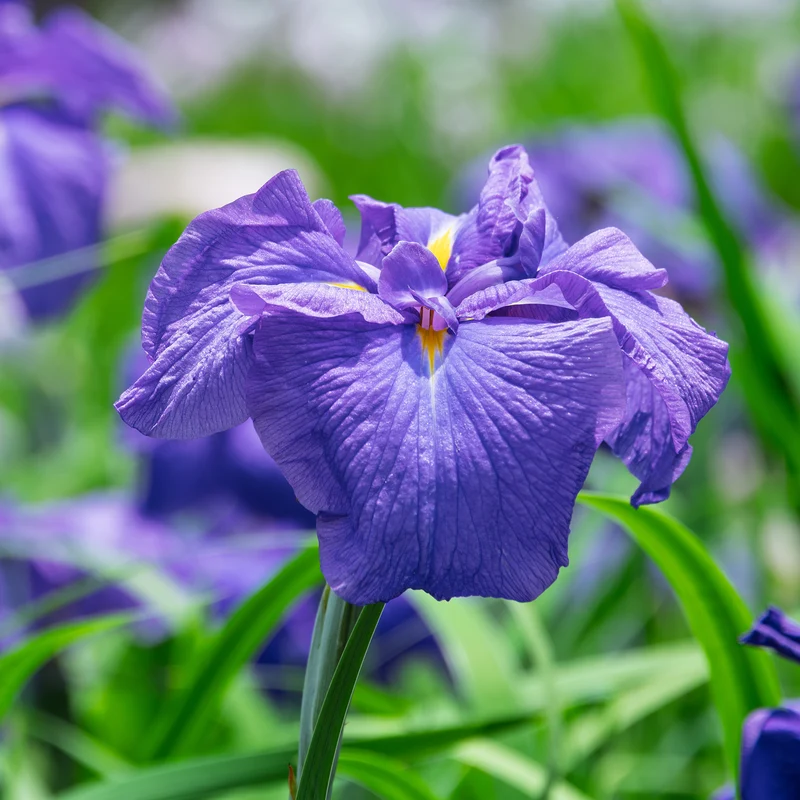 Iris du Japon