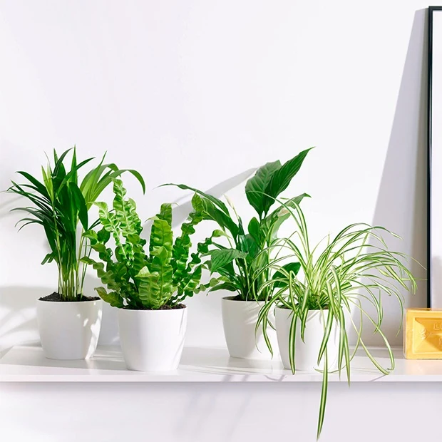 Collection de plantes dépolluantes et ses cache-pots blancs ELHO