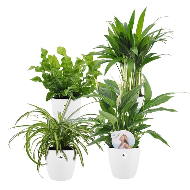 Collection de plantes dépolluantes et ses cache-pots blancs ELHO
