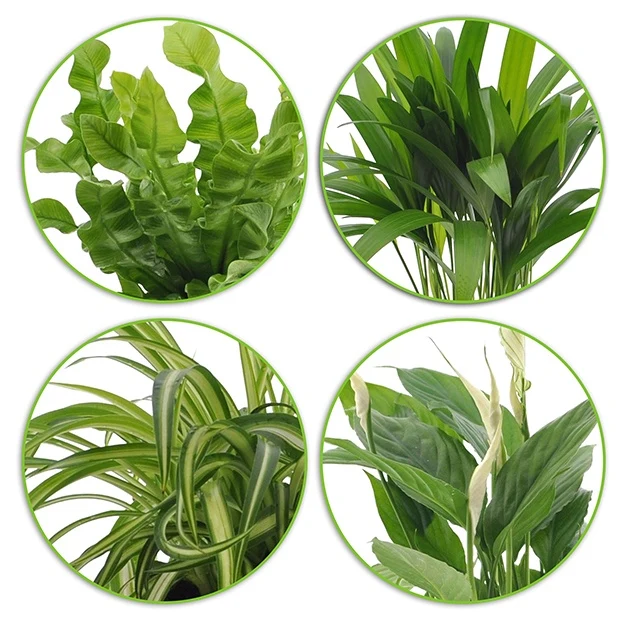 Collection de plantes dépolluantes et ses cache-pots blancs ELHO